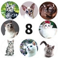 Lot de 8 autocollants ronds décoratifs avec diverses races de chats réalistes et motifs - Chaton / 1 pouce (25mm)