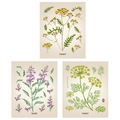 Driedelige vintage botanische wanddecoratie set met Tansy en Sage op beige achtergrond - 30cm x 40cm / Salie Boerenwormkruid en Bloemenprints