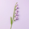 Handmade crochet freesia flower in soft purple color for home decor and floral arrangement - Meng Si Freesia (6 Flowers) / Light Purple