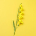 Macro detail of handmade crochet freesia flower with yellow petals and green stem - Meng Si Freesia (6 Flowers) / Yellow