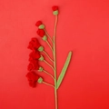 Fleur d'oeillet rouge crochetée à la main avec tige verte en fil de laine doux - Type multi-fleurs / Rouge