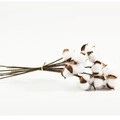 Natural dried cotton flower stems with white bolls for home decoration and floral design - Cotton Bouquet (10 Branches)