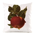 Square faux silk pillowcase featuring vintage red apple botanical print on white background - Red Apple Pattern (2)
