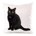 Detail of a silky square pillow cover featuring a black cat print on a white surface - Golden Eye Sitting Black Cat Style (23)