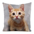 Cuscino decorativo quadrato con stampa di gattino rosso ad alta definizione su fondo - Stile Primo Piano Frontale Gatto Rosso (4)