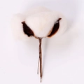 Gambo di fiore di cotone essiccato naturale con capsula bianca per decorazione casa - Bianco