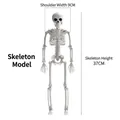 Realistic 37cm white plastic human skeleton model for Halloween party scene decoration - Small Size (37cm High)