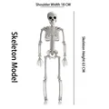 Detailed Halloween plastic skeleton prop showing dimensions 18cm shoulder width and 63cm height - Large Size (63cm High)