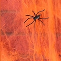 Realistic black spider halloween decoration on an orange fiber web backdrop - Orange 20g (Includes 2 Spiders)