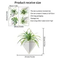 Tableau des tailles pour stickers muraux plantes vertes montrant dimensions et emballage - 30*55cm*2PCS/Ensemble