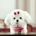 Niedlicher flauschiger weißer Plüschhund-Schlüsselanhänger mit rosa gestreiftem Hemd - Klein / Weiß