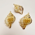 Detailed view of three natural conch shell pendants with elegant gold plated metal edges - Flat Murex Conch