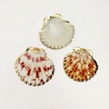 Detailed view of three natural seashell pendants with gold plated edges for DIY jewelry - Rainbow Shell