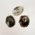 Detailed view of three natural seashell pendants with gold plated edges for DIY jewelry - Tortoise Shell
