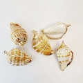 Set of five natural tiger shell pendants with elegant gold electroplated edges for DIY jewelry - Flower Mouth Conch