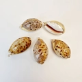 Five pieces of natural cowrie shell pendants with gold plated edges and metal rings - Lynx Cowrie