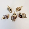 Five natural conch shell pendants with gold plated edges and loops for DIY jewelry - Elegant Gray Conch