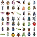Set of 50 waterproof transparent PET cartoon insect stickers for scrapbooking and laptops - Nature Insect (SLP070)