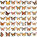 Flachbild von 49 bunten Schmetterlingsaufklebern im 7x7-Raster für Scrapbooking - Orangefarbener Schmetterling