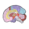 Spilla in smalto a forma di cervello colorato con etichette anatomiche e bordi in metallo - Stile Funzione Cervello Colorato (QHXZ4558)
