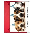 Funny dogs birthday card with party hats and a vibrant red envelope greeting set - Party Dog C (T020401729)