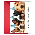 Funny dogs birthday card set with red envelope and three dogs in party hats - Party Dog D (T020401730)
