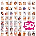 Set de 50 tarjetas de cumpleaños de animales de dibujos animados con diversas ilustraciones - Estilos de Animales de Dibujos Animados Variados (T01042758)