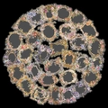 Close-up of vintage floral frame PET stickers with gold foil laser details - Vintage Floral Frame Style (T01042138)
