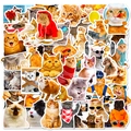 50 pieces of funny realistic cat stickers featuring various humorous cat meme designs - Funny Cat Style