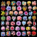 Set of 49 laser flower PET stickers for DIY scrapbooking with colorful floral designs - Laser Floral Style (T01041968)