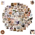 Variety pack of 50 waterproof cat stickers with funny expressions and cute costumes - Funny Cat Collection (BP-0000753-100.935+936)