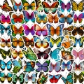 Adesivi farfalla vivaci in vari colori per laptop e borracce in alluminio - Set di Varie Farfalle (T01041009)
