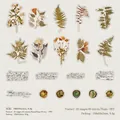 Vintage floral PET sticker pack with 40 botanical motifs for scrapbooking and collage - Meaning of Light