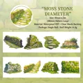 Nastro adesivo PET impermeabile Moss Stone Path per decorazioni scrapbooking a tema natura - Sentiero Muschioso