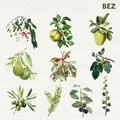 Set di adesivi botanici retrò con illustrazioni di frutta e foglie disegnate a mano in stile - Botanico Verde