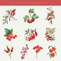 Adesivi con bacche rosse ad acquerello per diari, set di nove illustrazioni botaniche - Bacca Rossa