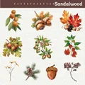 Set di adesivi in PET Sandalwood con illustrazioni acquerello di frutti autunnali - Marrone Sandalo