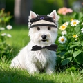 Dog baseball cap and bowtie set in black straw with blue gemstone for small pets - S / Black Straw Hat
