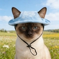 Sky blue pet sun hat with ear holes and adjustable strap for small dogs and cats - S / Blue (TB04502)