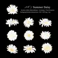 Summer white daisy PET stickers with holographic edges for DIY scrapbooking, 20 pieces - Summer Daisy