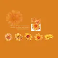 Orange floral PET stickers with laser gold edges for scrapbooking, 10-piece flower set - Orange Daisy