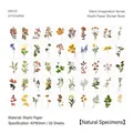 Libro di adesivi in carta Washi serie Natural Specimen con 50 motivi floreali - Esemplari Naturali