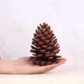 Large natural dried pine cone Christmas ornament held in hand to show the 10-12cm size - 13-15cm Dried Pine Cone (Piece)