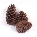 Detailed view of three large natural pine cones on white faux fur background for DIY decor - 8-10cm Dried Pine Cone (Piece)