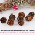 Close-up van 8 natuurlijke gedroogde dennenappels voor kerstdecoratie en knutselen - Grote Dennenbloem 2-3cm (1 Stuk)