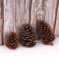 Three assorted natural pine cones in different sizes for rustic Christmas DIY decoration - 10-12cm Ponderosa Pine Cones