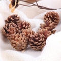 Pigne naturali marroni su peluche bianco per decorazioni natalizie fai da te - 5-6cm