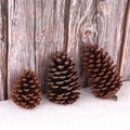 Three natural pine cones in various sizes for rustic Christmas holiday decoration - 10-12cm Ponderosa Pine Cones