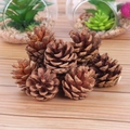 Set aus natürlichen braunen Tannenzapfen für Weihnachtsdeko und DIY-Bastelarbeiten - Kiefer 3-4cm