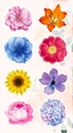 Rollo de pegatinas florales de mariposa con 8 diseños botánicos de flores variadas - Estilo Floral B (ZC28) / 3cm/500uds